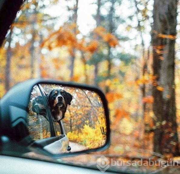 Doğa tutkunu kampçı köpekler (Köpeklerle kamp)