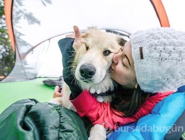 Doğa tutkunu kampçı köpekler (Köpeklerle kamp)