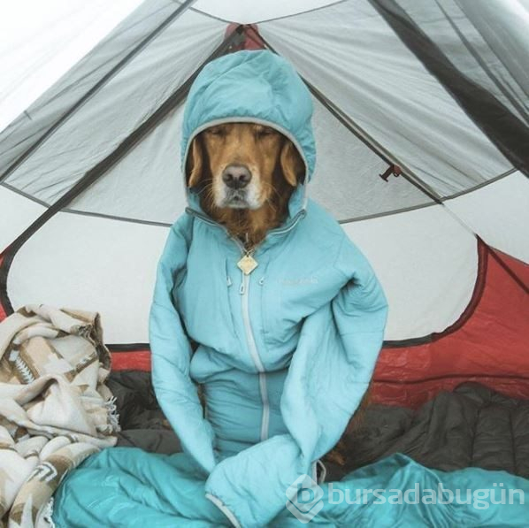 Doğa tutkunu kampçı köpekler (Köpeklerle kamp)