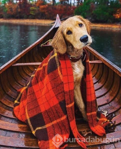 Doğa tutkunu kampçı köpekler (Köpeklerle kamp)