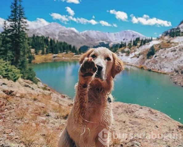 Doğa tutkunu kampçı köpekler (Köpeklerle kamp)