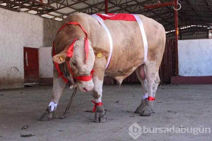 Bir ton 170 kilogramlık 'Kral' Eskişehir'de görücüye çıktı