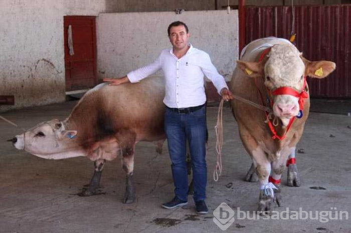 Bir ton 170 kilogramlık 'Kral' Eskişehir'de görücüye çıktı