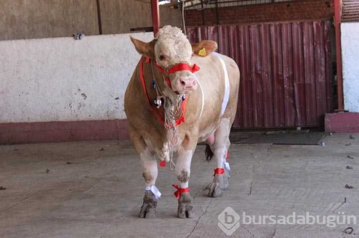 Bir ton 170 kilogramlık 'Kral' Eskişehir'de görücüye çıktı