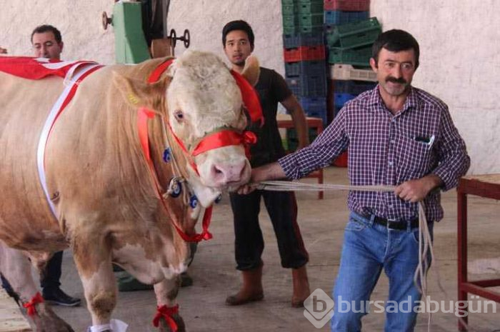 Bir ton 170 kilogramlık 'Kral' Eskişehir'de görücüye çıktı