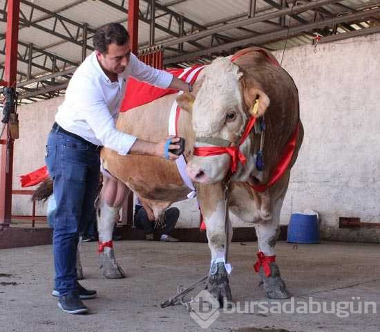 Bir ton 170 kilogramlık 'Kral' Eskişehir'de görücüye çıktı