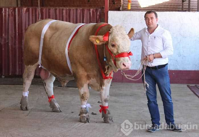 Bir ton 170 kilogramlık 'Kral' Eskişehir'de görücüye çıktı