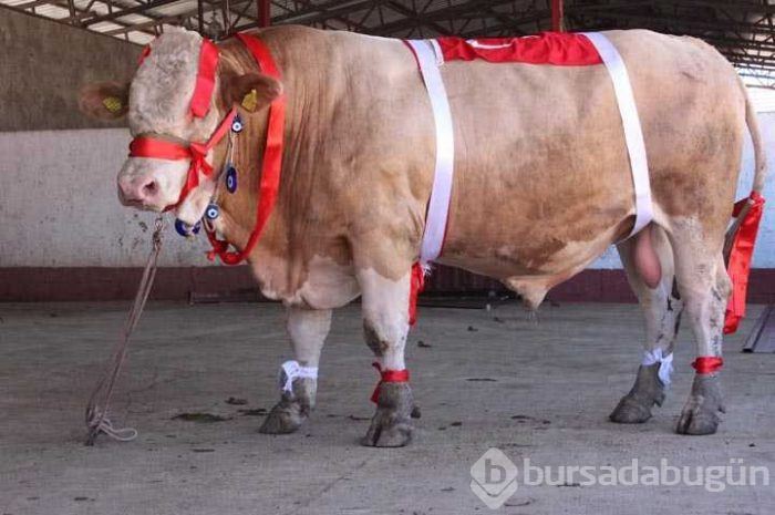 Bir ton 170 kilogramlık 'Kral' Eskişehir'de görücüye çıktı