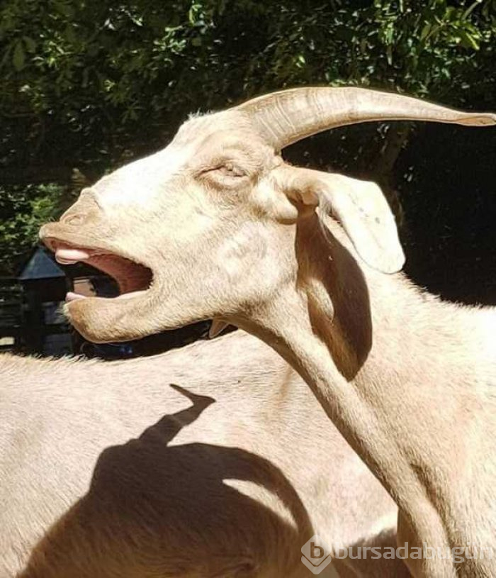 Uykusu gelip esneyen sevimli hayvanlar...
