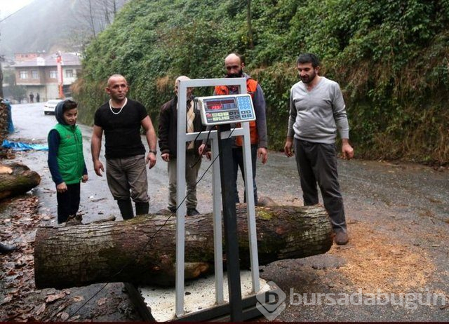283 Kilo kütüğü sırtında taşıdı