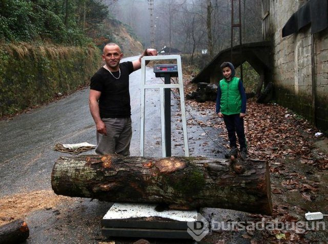 283 Kilo kütüğü sırtında taşıdı