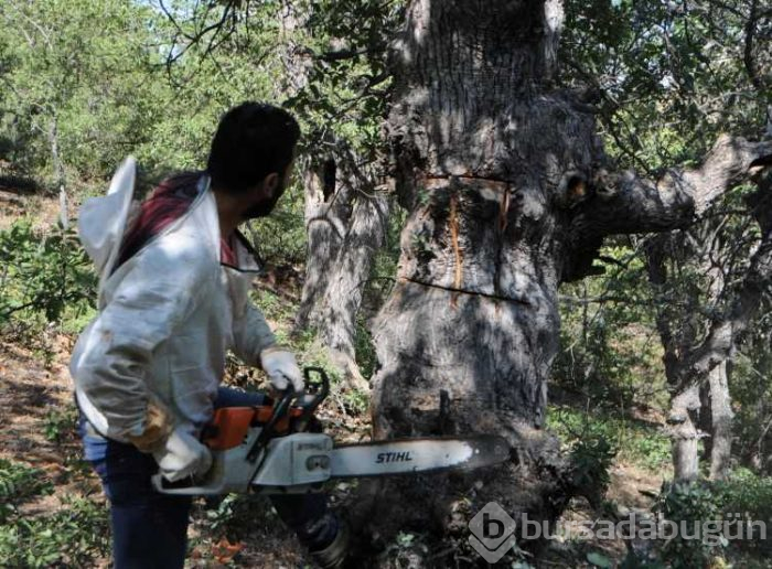 40 yıldır ağaçları dinliyor! Kilosunu 500 TL'ye satıyor