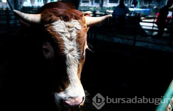 Kurbanlık dana koç fiyatları en ucuzu pazar mı A101-Migros- Carrefour mu?
