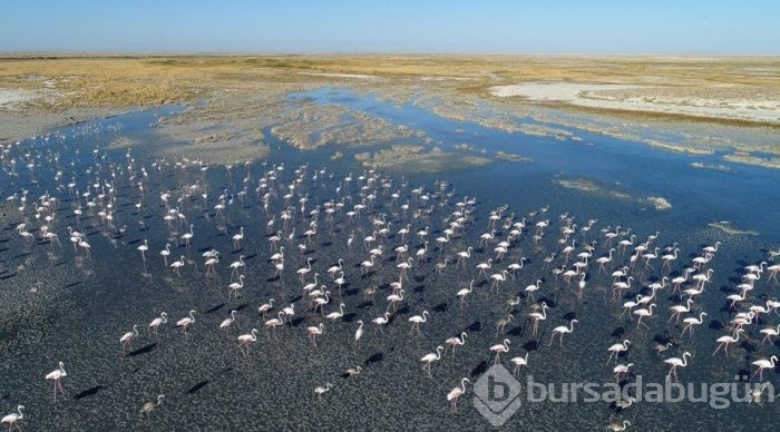 Flamingo cenneti Tuz Gölü'ne turist akını