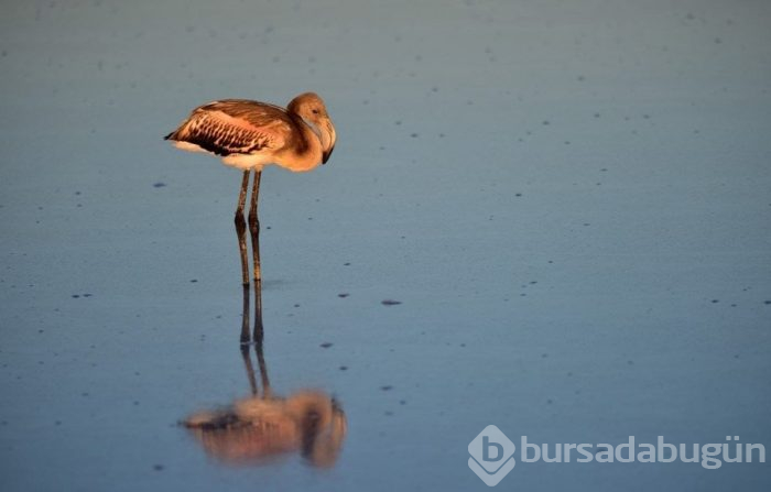 Flamingo cenneti Tuz Gölü'ne turist akını