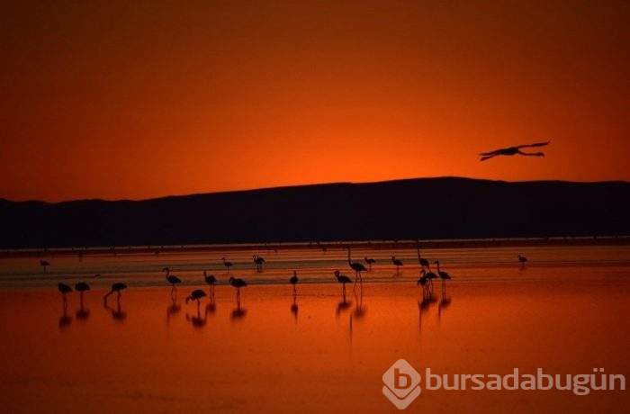 Flamingo cenneti Tuz Gölü'ne turist akını