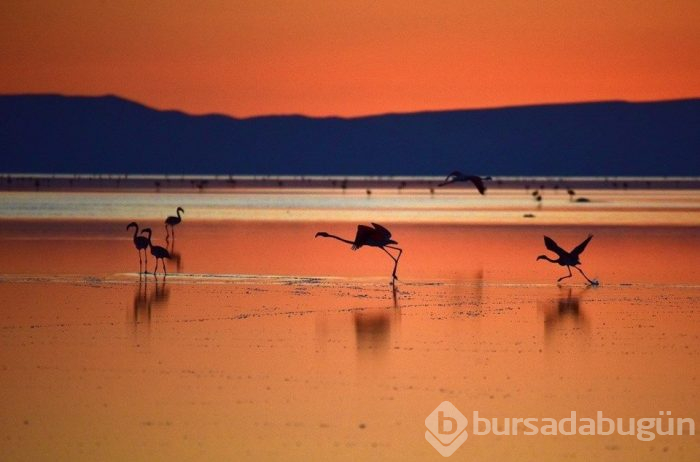 Flamingo cenneti Tuz Gölü'ne turist akını
