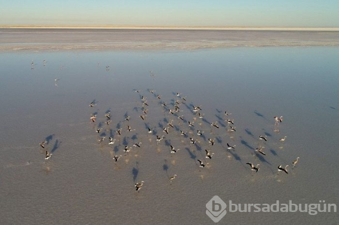 Flamingo cenneti Tuz Gölü'ne turist akını