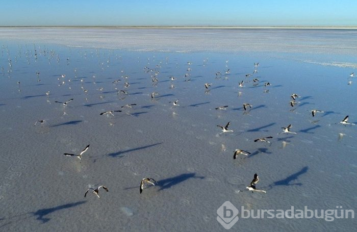 Flamingo cenneti Tuz Gölü'ne turist akını
