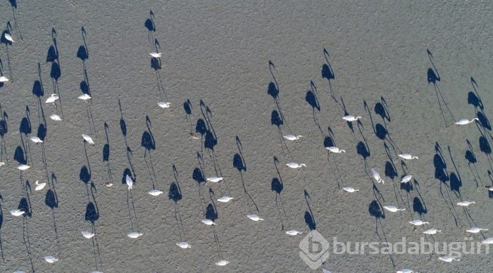 Flamingo cenneti Tuz Gölü'ne turist akını
