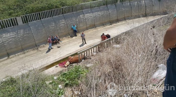 Onlar kaçtı sahipleri kovaladı