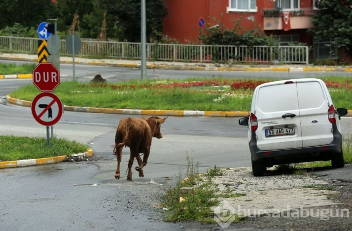 Onlar kaçtı sahipleri kovaladı