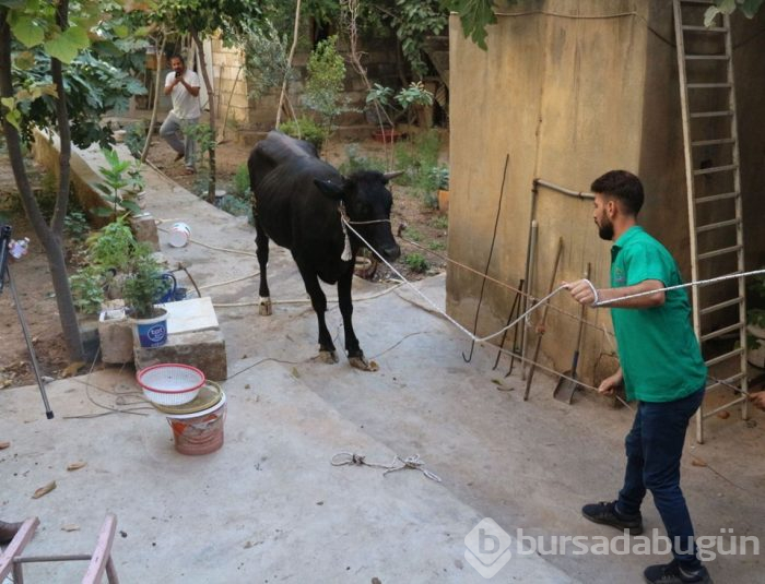 Onlar kaçtı sahipleri kovaladı