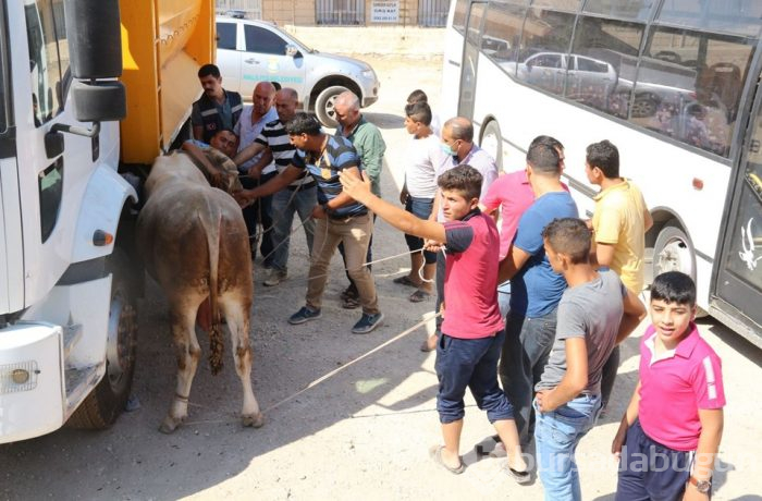 Onlar kaçtı sahipleri kovaladı