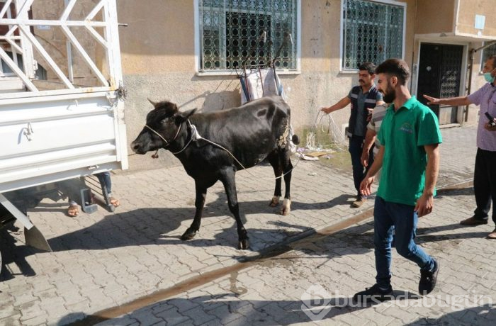 Onlar kaçtı sahipleri kovaladı