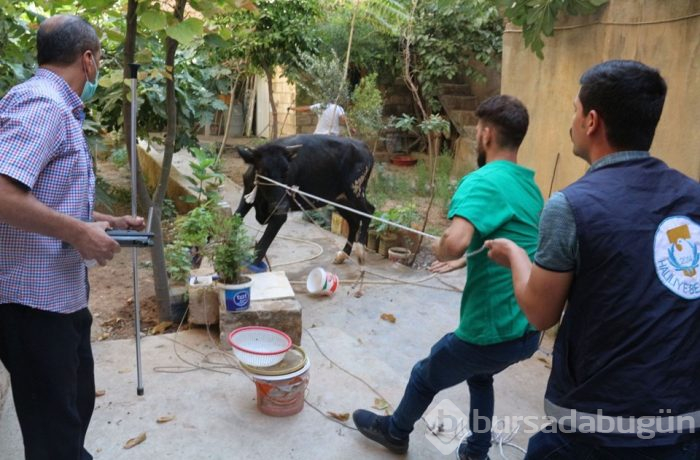 Onlar kaçtı sahipleri kovaladı
