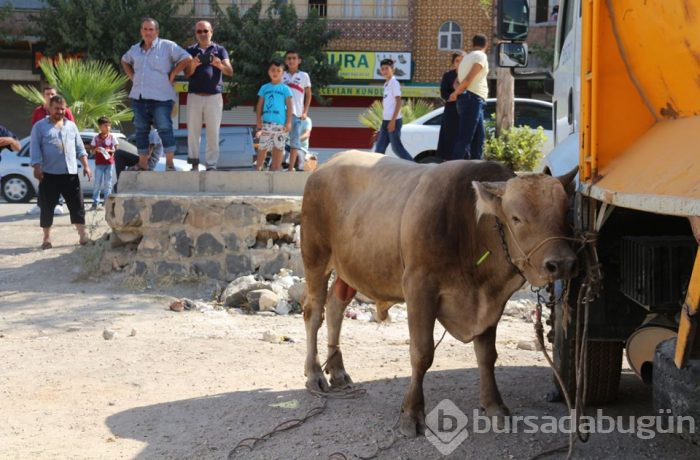 Onlar kaçtı sahipleri kovaladı