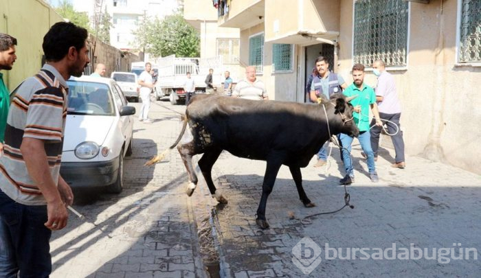 Onlar kaçtı sahipleri kovaladı