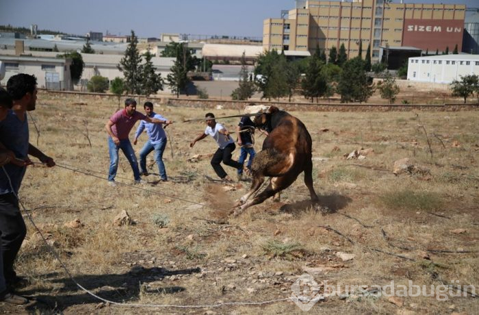 Onlar kaçtı sahipleri kovaladı