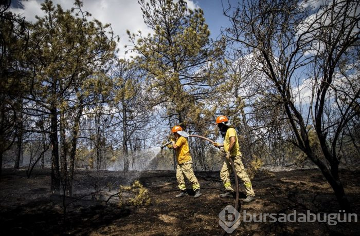 Ankara'da orman yangını