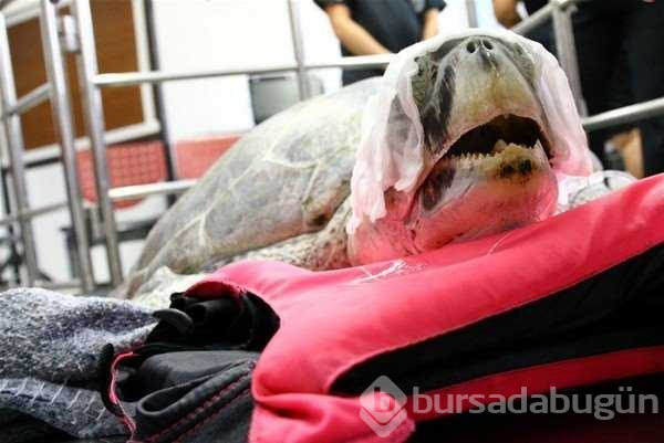Kaplumbağanın midesinden çıkanlar şok etkisi yarattı!