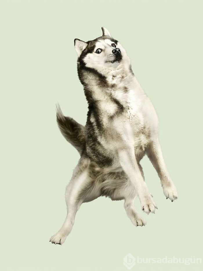Alman fotoğrafçıdan "Uçan Köpekler" projesi