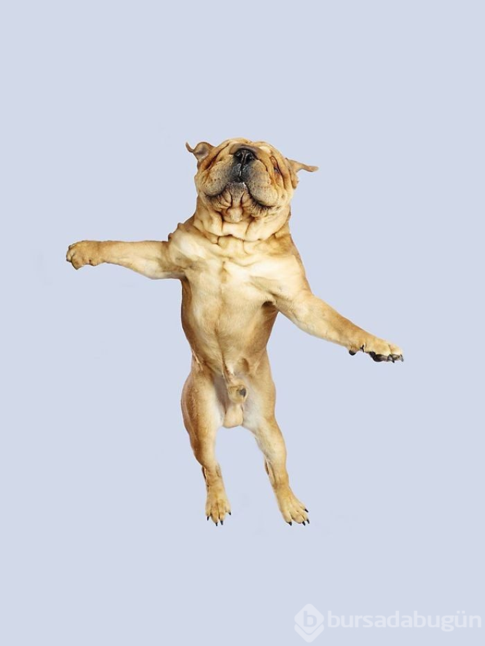 Alman fotoğrafçıdan "Uçan Köpekler" projesi