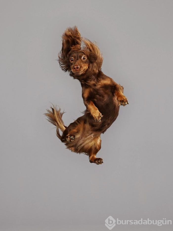 Alman fotoğrafçıdan "Uçan Köpekler" projesi