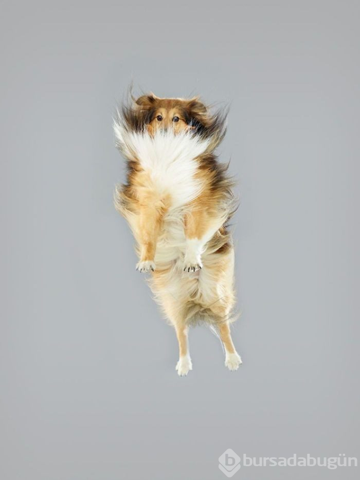 Alman fotoğrafçıdan "Uçan Köpekler" projesi