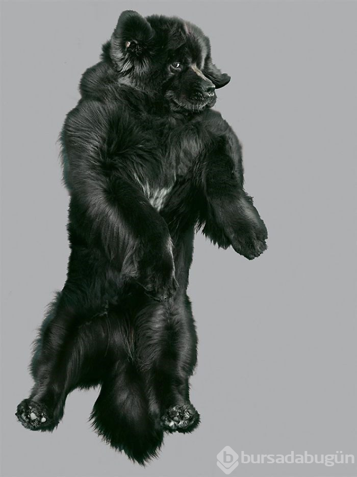Alman fotoğrafçıdan "Uçan Köpekler" projesi