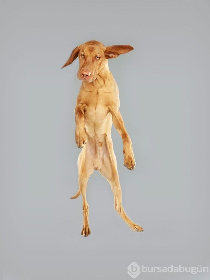 Alman fotoğrafçıdan "Uçan Köpekler" projesi
