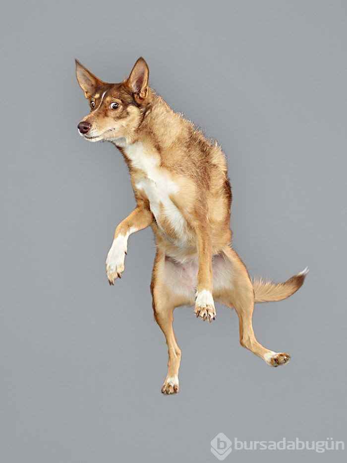 Alman fotoğrafçıdan "Uçan Köpekler" projesi