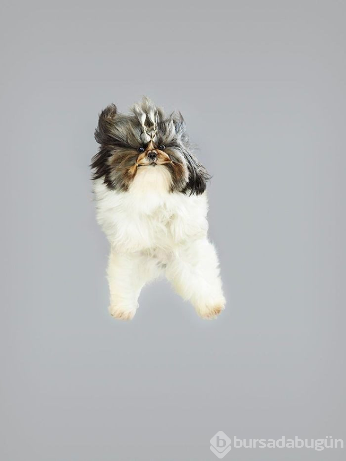 Alman fotoğrafçıdan "Uçan Köpekler" projesi