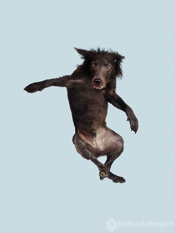 Alman fotoğrafçıdan "Uçan Köpekler" projesi
