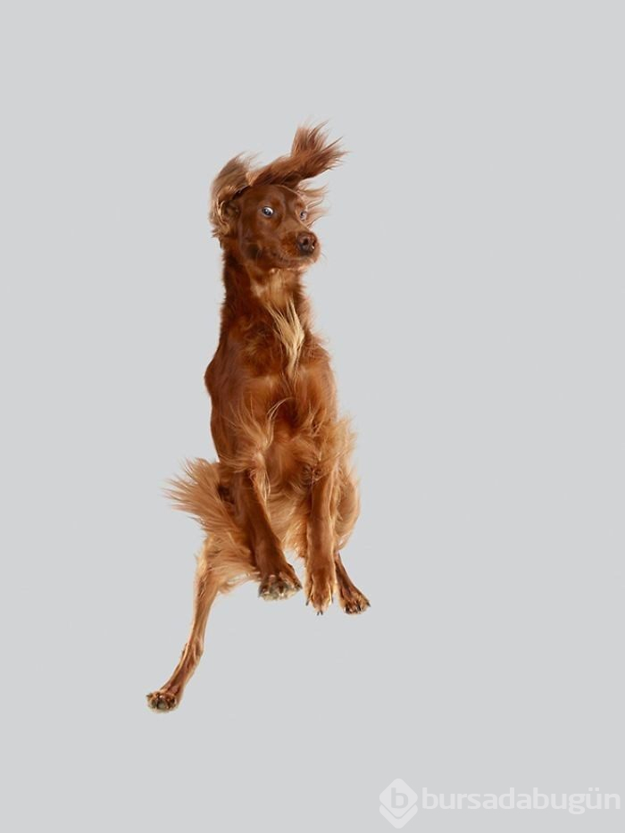 Alman fotoğrafçıdan "Uçan Köpekler" projesi