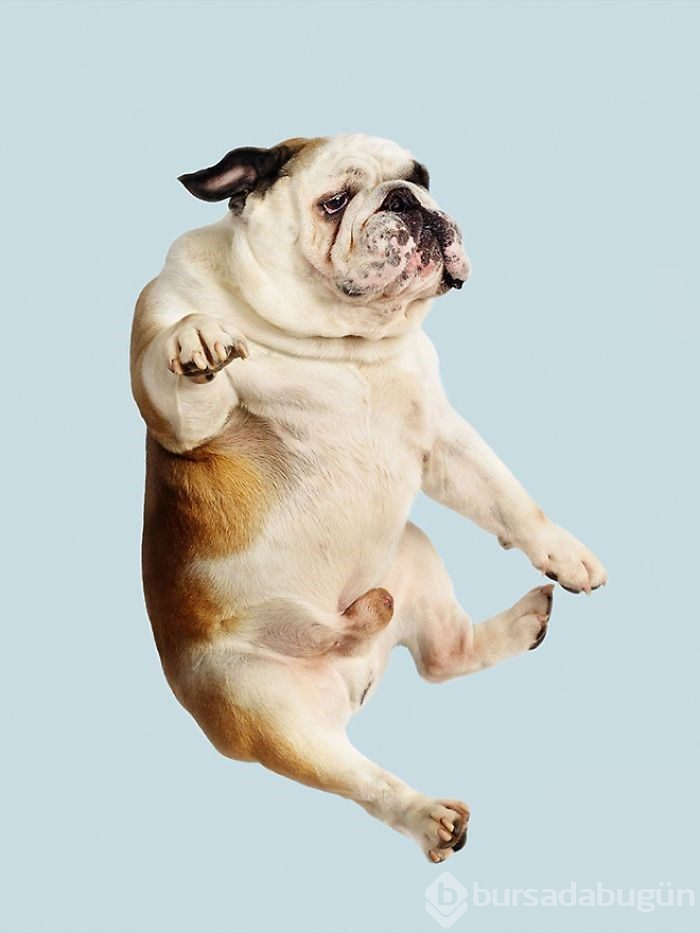 Alman fotoğrafçıdan "Uçan Köpekler" projesi