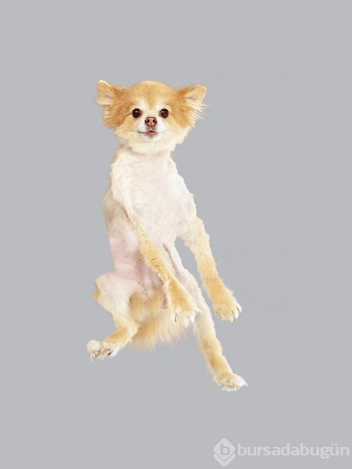 Alman fotoğrafçıdan "Uçan Köpekler" projesi