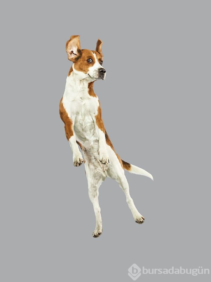 Alman fotoğrafçıdan "Uçan Köpekler" projesi