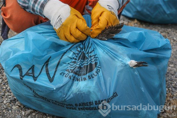 Van Gölü'nde martı ölümleri