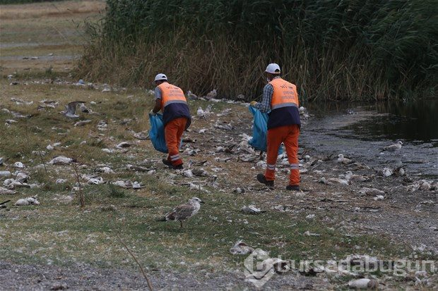 Van Gölü'nde martı ölümleri